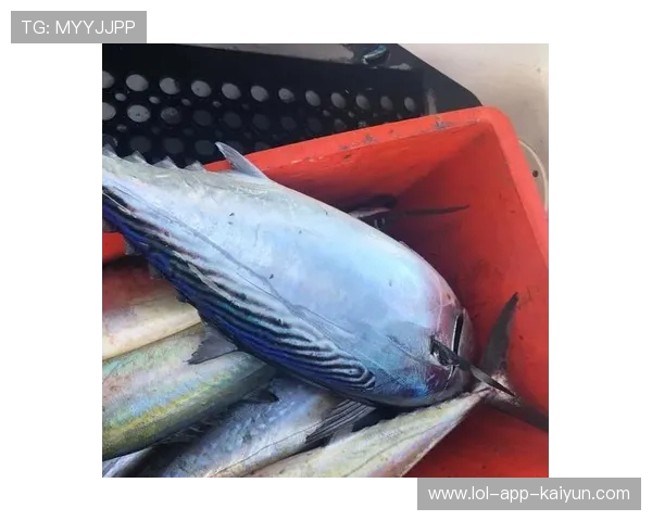 岱山海钓者意外发现：不同鱼类竟有独特 “语言”，百年渔谚暗藏声学密码